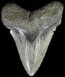 Bargain, Fossil Megalodon Tooth #63970-1